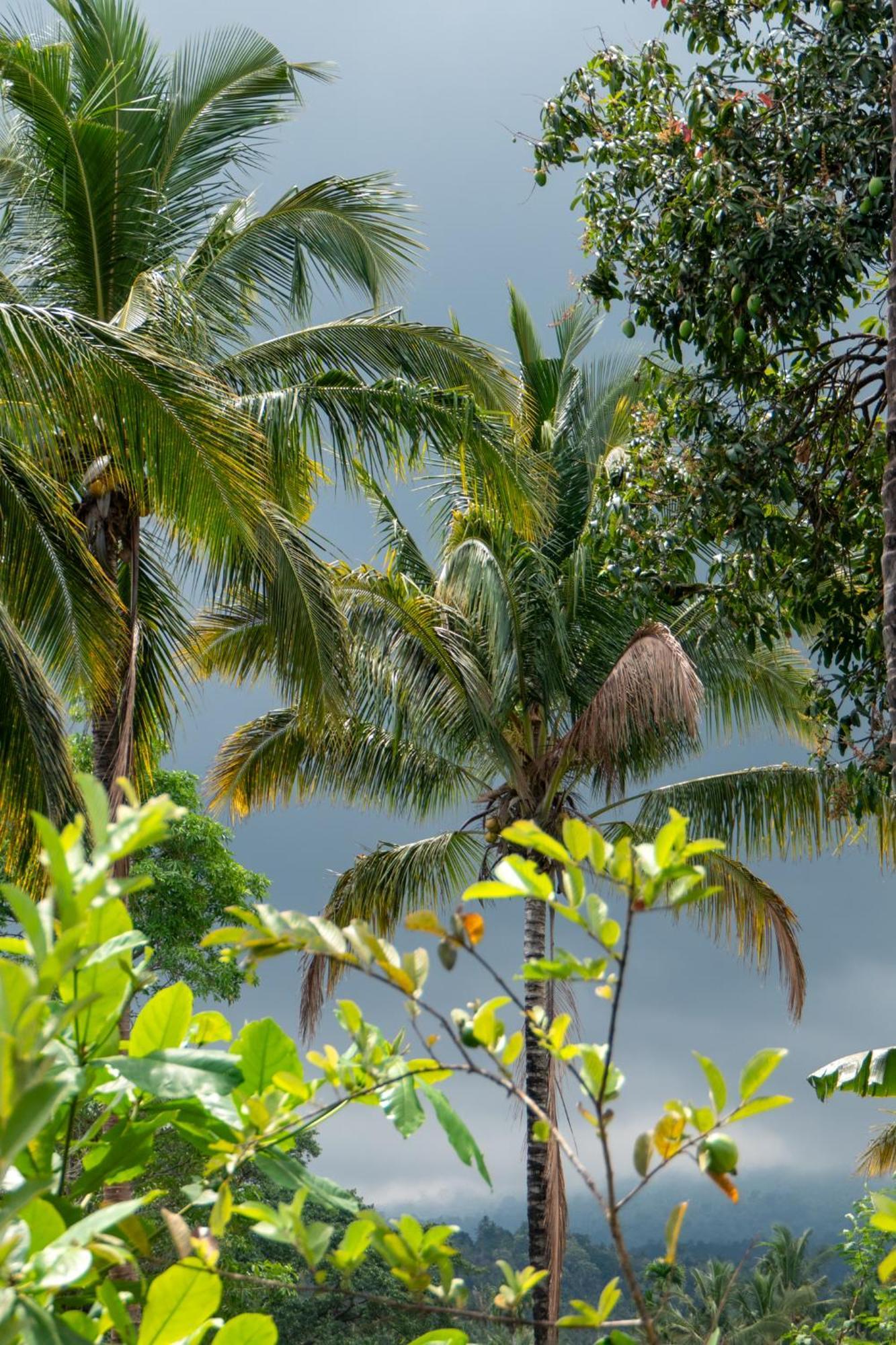 Rinjani Eco Villa Senaru بايان المظهر الخارجي الصورة